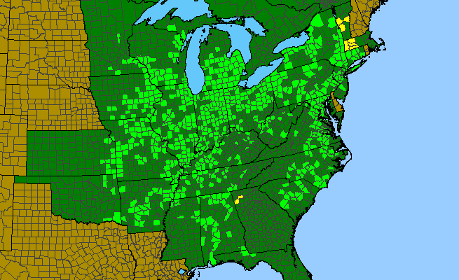The range of Carex ggrayi